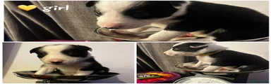 Border Collie Puppy 5