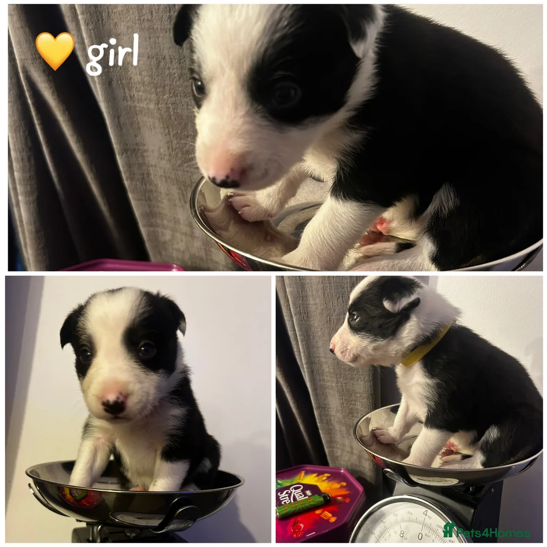 Border Collie dogs for sale: 1 little girl left  - Advert 8