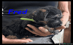 Mixed Breed dogs for sale: Beautiful Borderpoo Puppies – Ready 24th August - Image 7