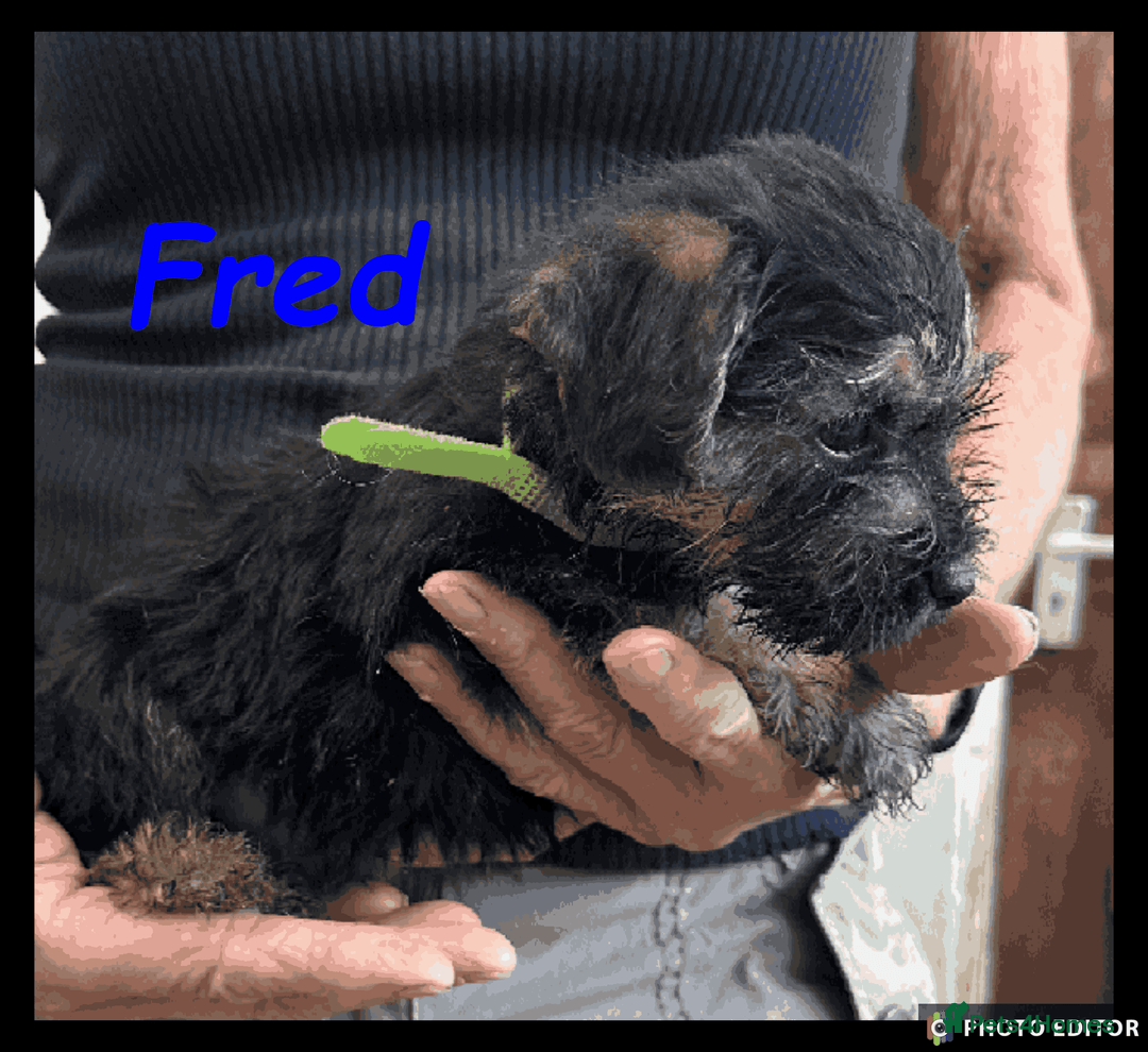 Mixed Breed dogs for sale: Beautiful Borderpoo Puppies – Ready 24th August - Image 7