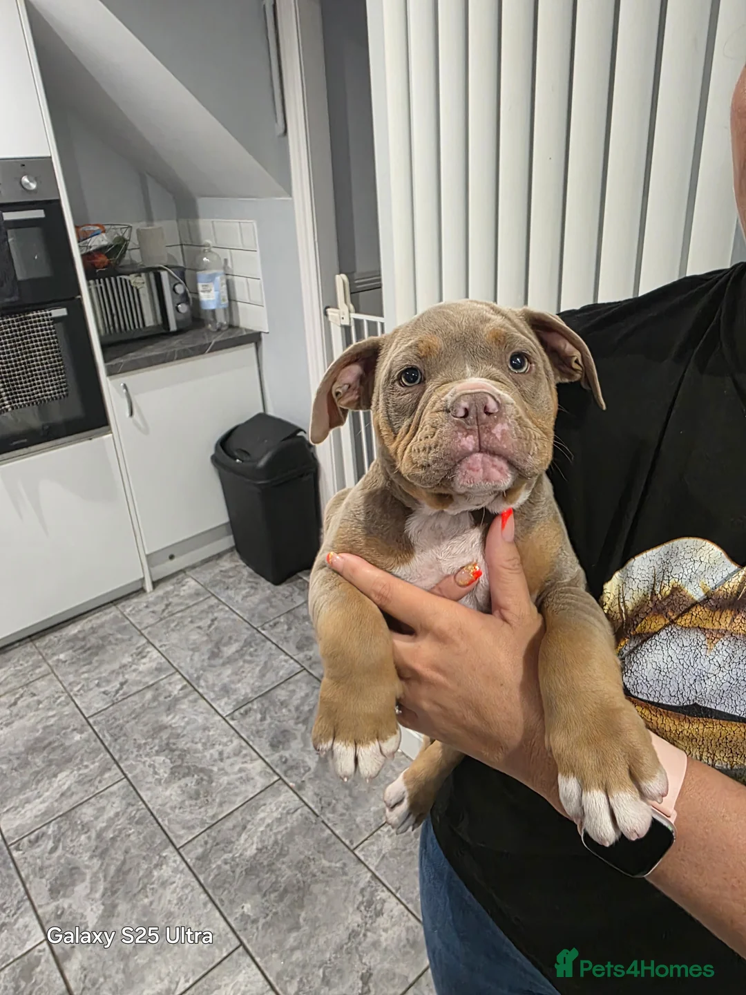 Olde English Bulldogge dogs for sale: 🐾 Nala – 08-Month-Old Old English Bulldogge  - Advert 6