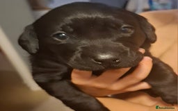 Labrador Retriever dogs for sale: ***LAST 2 BLACK & FOX RED BOYS*** - Image 5