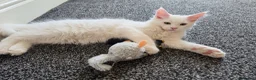 Maine Coon cats for sale: Maine coon Blue eyes + Long Hair - Advert 27