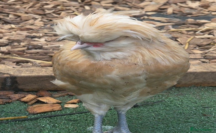 Chickens poultry - Advert 6
