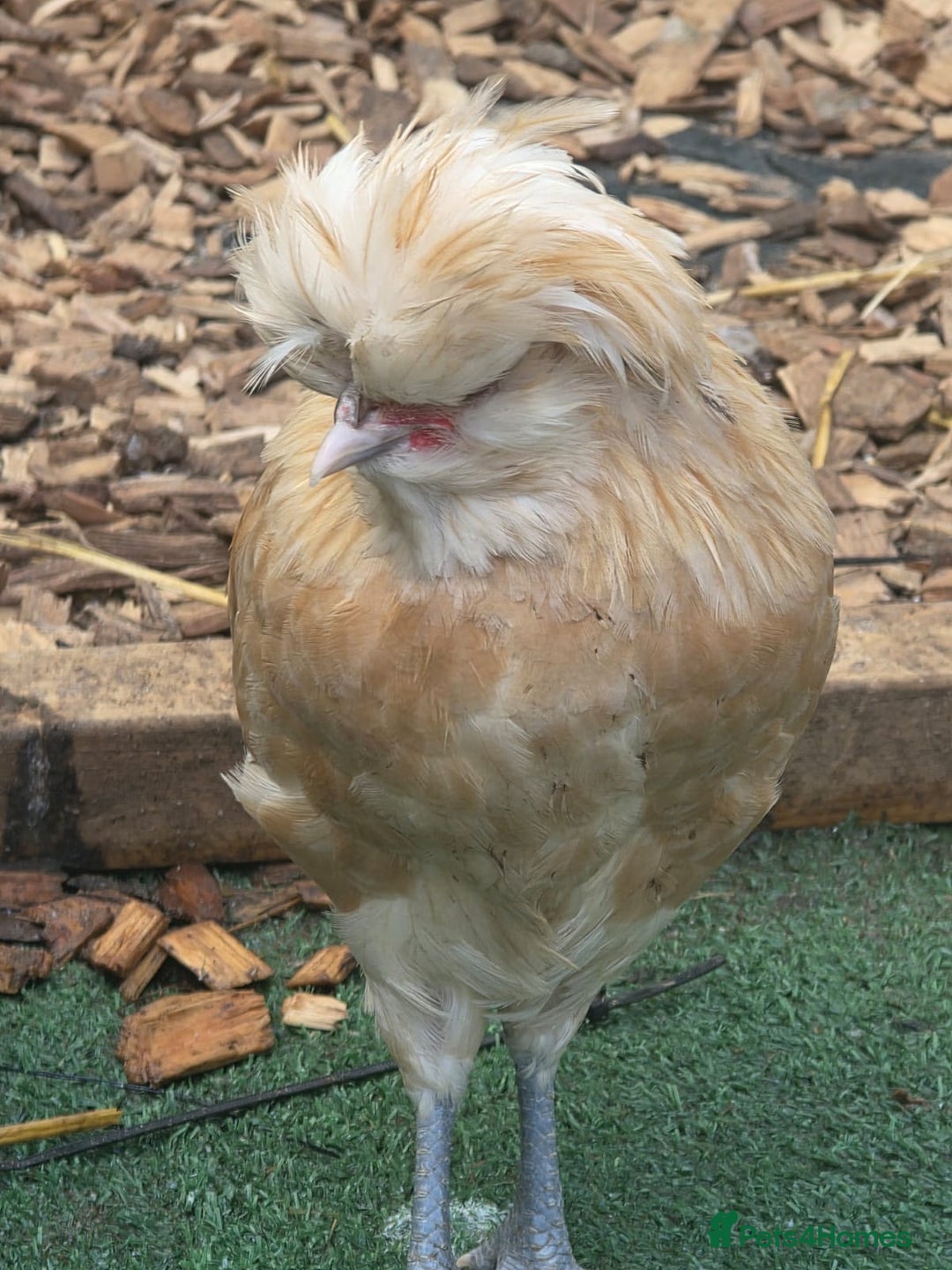 Chickens poultry for sale: Fraggle and polish males - Image 1