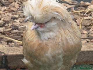 Chickens poultry - Advert 27