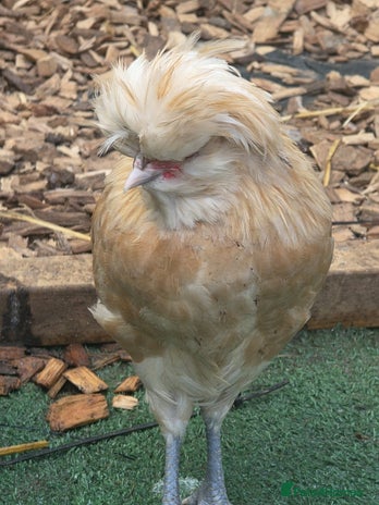 Chickens poultry - Advert 14