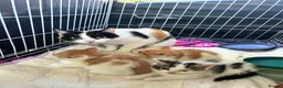 Mixed Breed cats for sale: Ragdoll/British Short Hair Cross Kitten - Advert 2