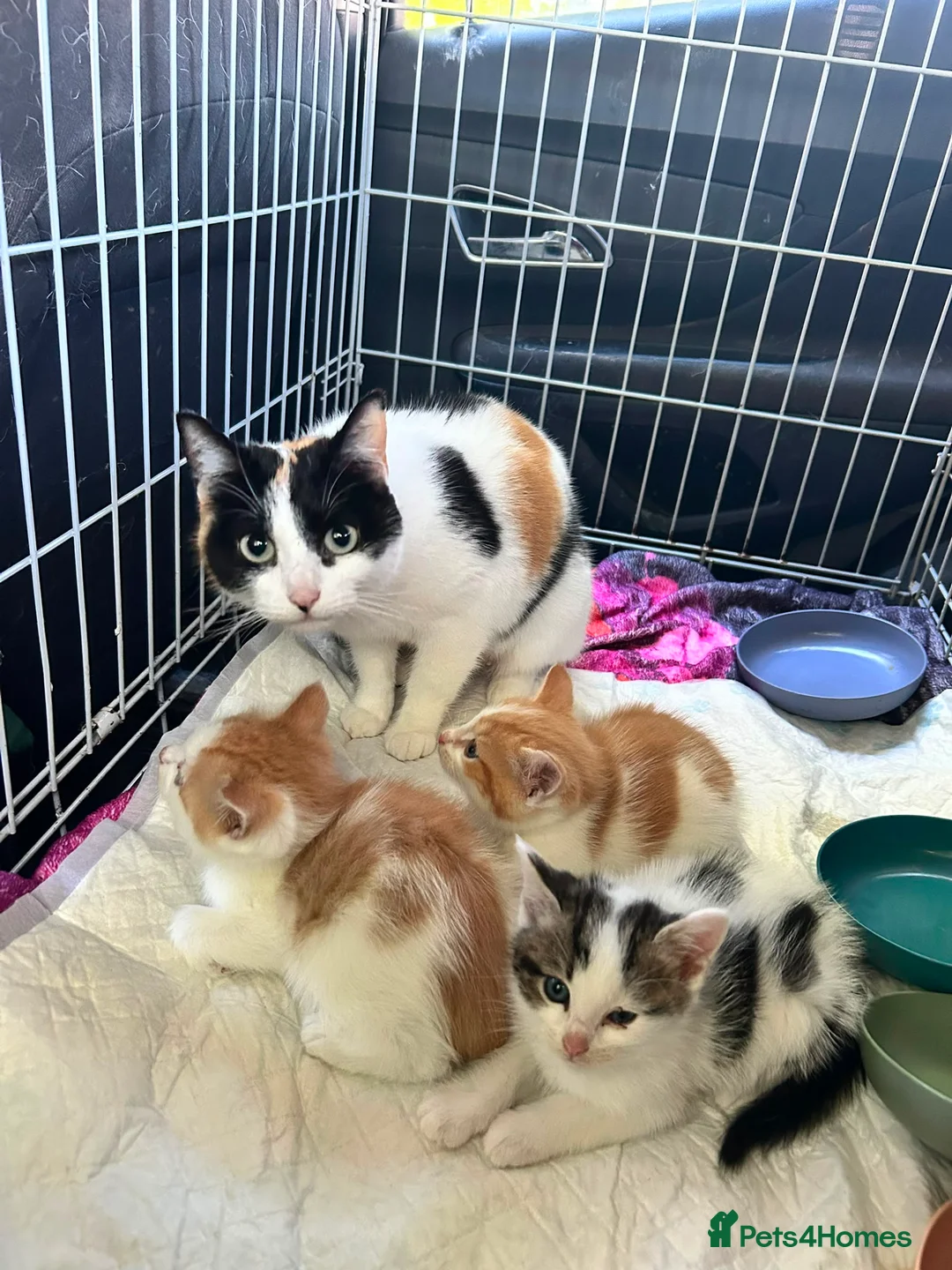 Mixed Breed cats for sale: Ragdoll/British Short Hair Cross Kitten - Advert 2