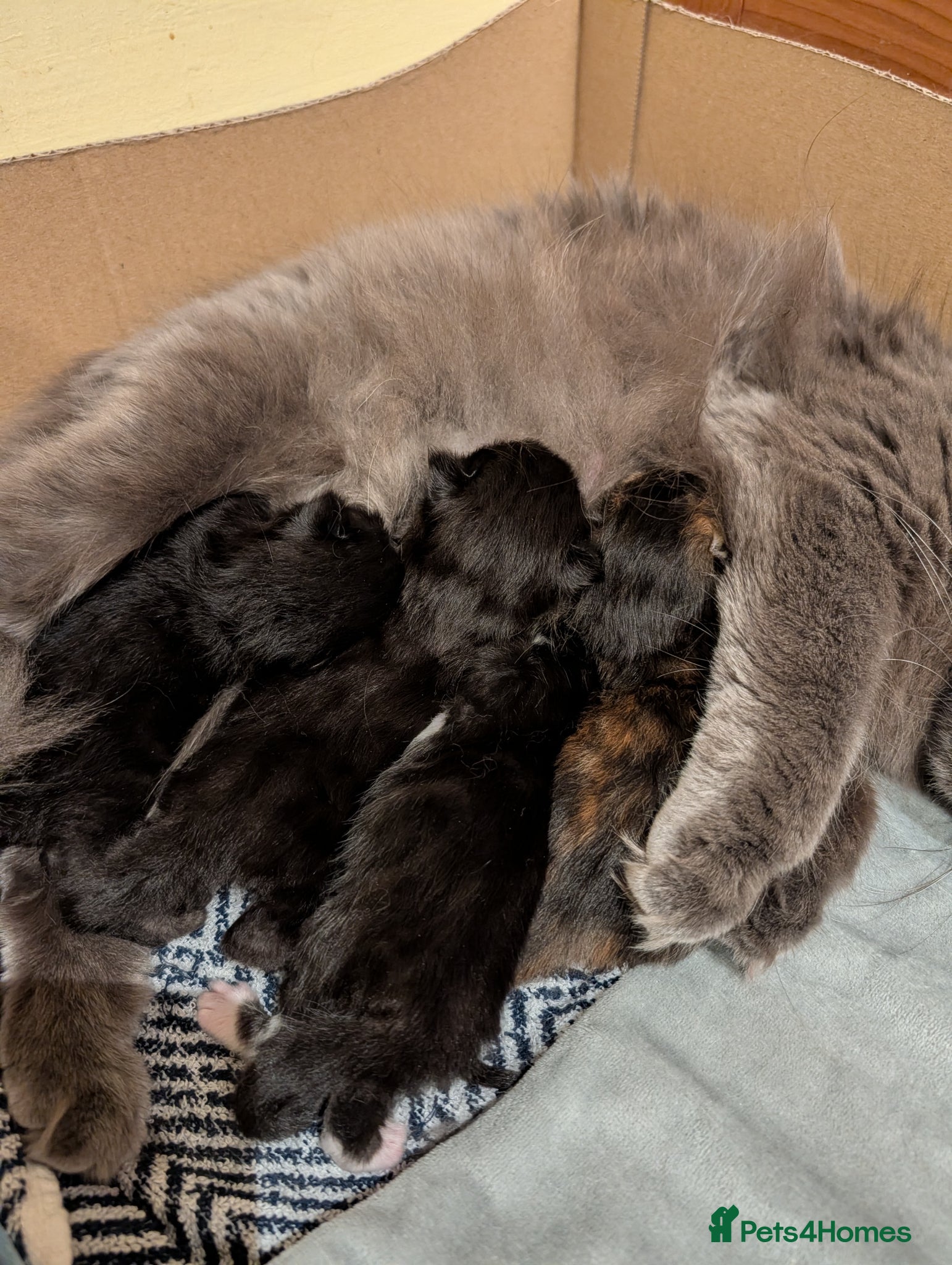 British Longhair cats British Longhair X Maine Coon Kittens - Advert 1