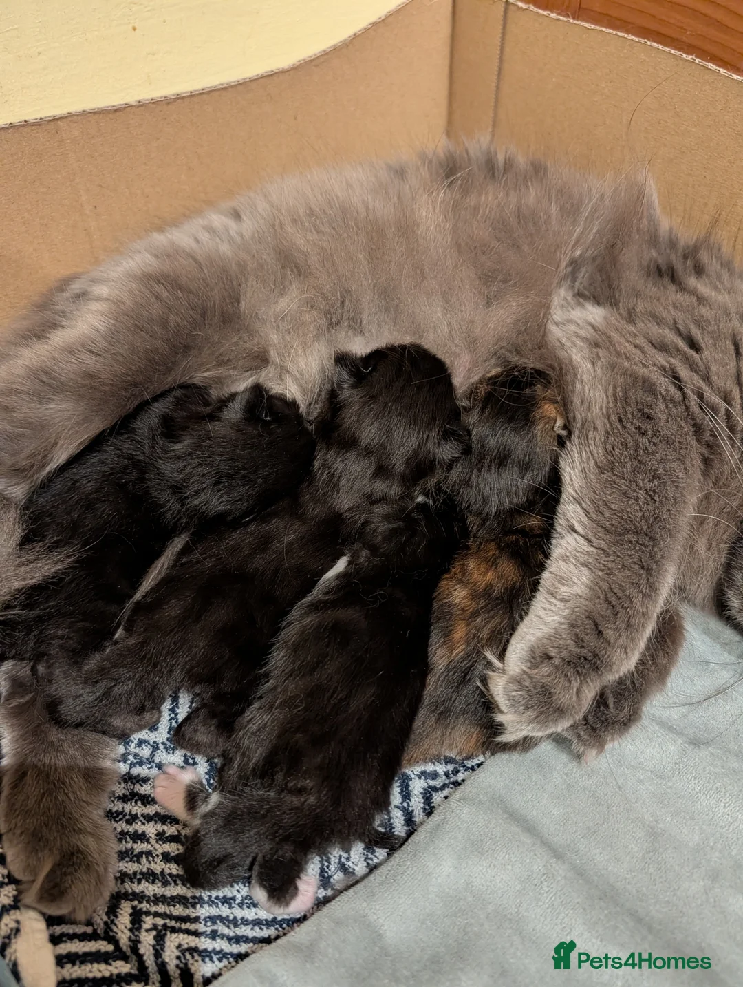 British Longhair cats for sale: British Longhair X Maine Coon Kittens - Advert 1