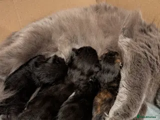 British Longhair cats British Longhair X Maine Coon Kittens - Advert 1