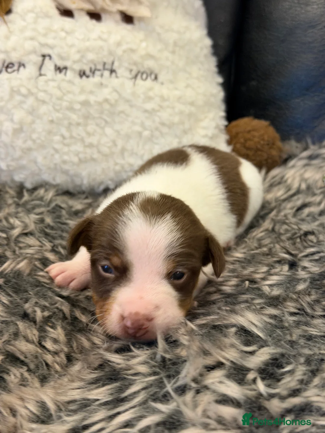 Jack Russell dogs for sale: DONJACKS - fully health tested miniature puppies  - Advert 25