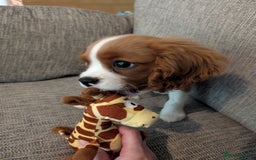 Cavalier King Charles Spaniel dogs for sale: SOLD Fully vaccinated male CKCS puppy  - Image 2