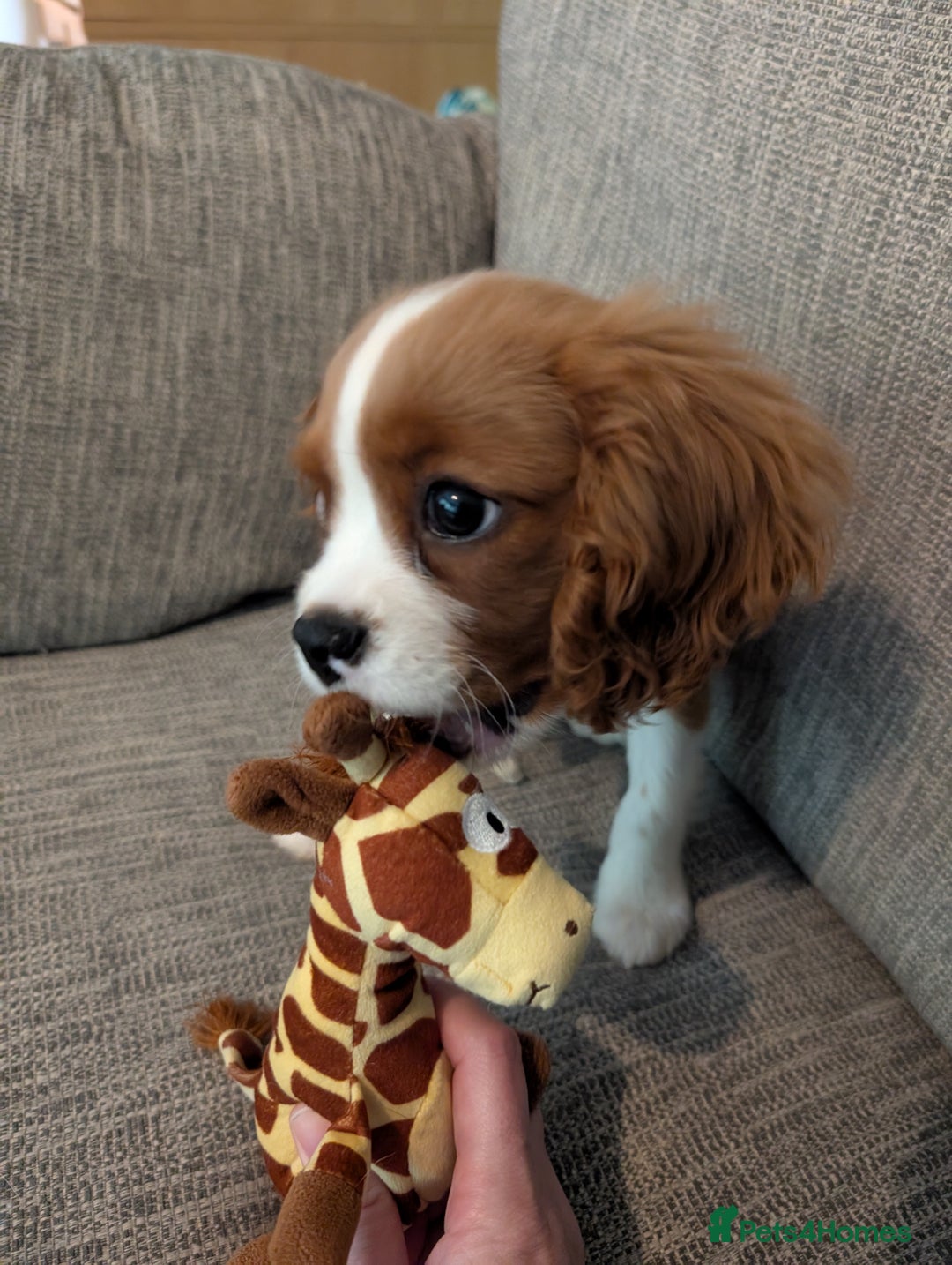 Cavalier King Charles Spaniel dogs for sale: SOLD Fully vaccinated male CKCS puppy  - Image 2