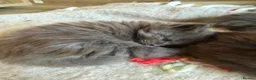 Maine Coon cats for sale: Maine Coon kittens  - Advert 25
