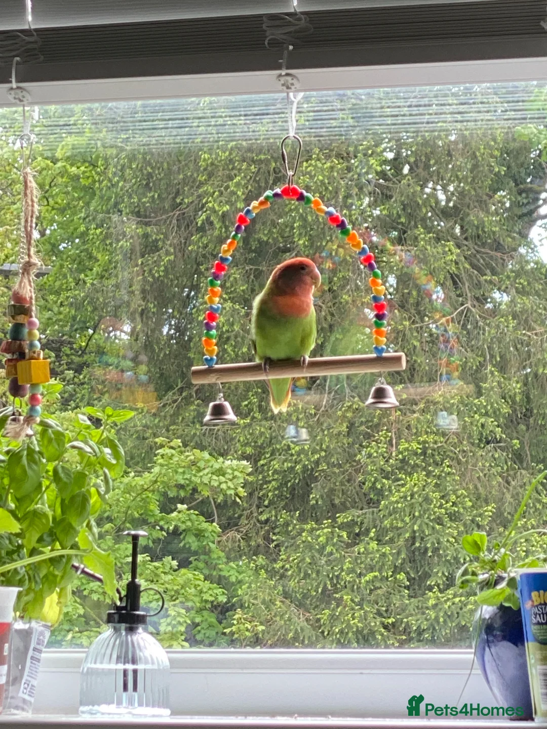 Lovebirds birds for sale: Polly the Lovebird  in Hengoed - Advert 1