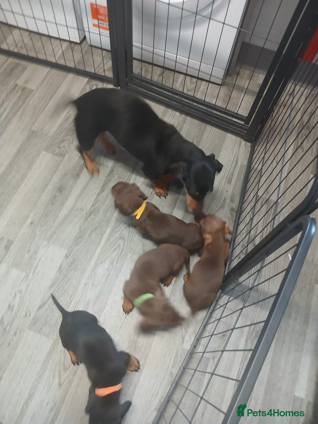 Dachshund dogs for sale: Dachshund puppies  - Advert 3