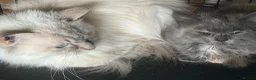 Ragdoll cats for sale: Ragdolls Mum & Babies 10 weeks sepia flame 10 wks - Advert 7