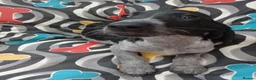 Mixed Breed dogs for sale: KC Basset Hound x KC German Shorthaired Pointer  - Advert 13