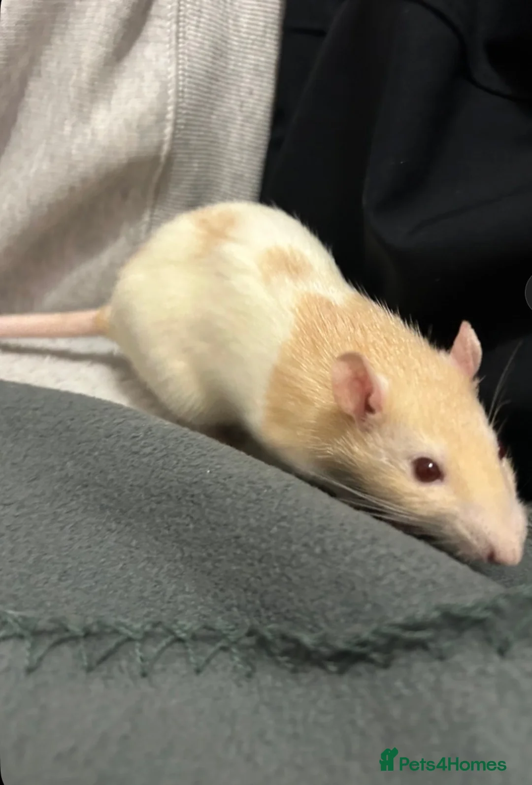 Rat rodents for sale: 2Bonded Female Rats with everything  - Advert 3