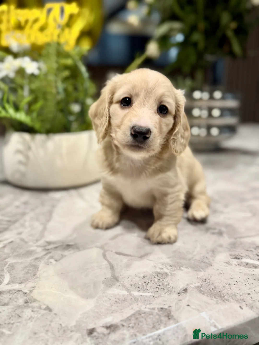 Miniature Dachshund dogs for sale: ✨ absolutely STUNNING full long hair light cream ✨ - Advert 2