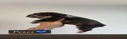 French Bulldog dogs for sale: Fluffy French bull dog puppys - Advert 16