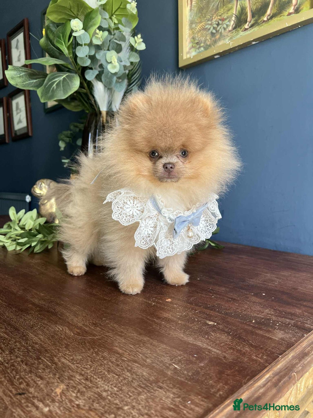 Pomeranian dogs for sale: Stunning pick of the litter Pomeranian Boy - Image 4