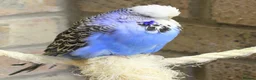 Budgerigars birds for sale: Budgies  in Sleaford - Advert 3