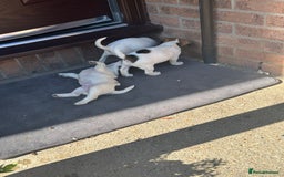 Jack Russell dogs for stud: Jack Russel stud - Image 2