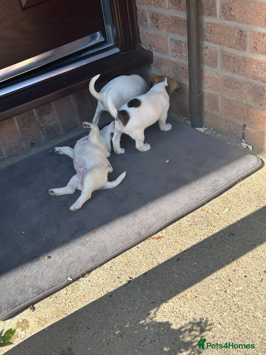 Jack Russell dogs for stud: Jack Russel stud - Image 2