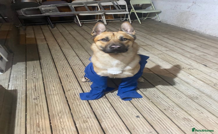 Mixed Breed dogs Dog for free - Advert 1