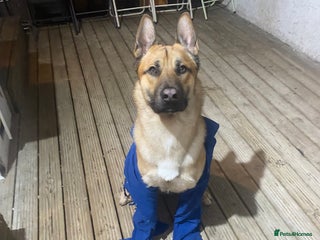 Mixed Breed dogs Dog for free - Advert 18