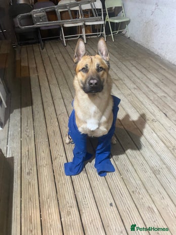 Mixed Breed dogs Dog for free - Advert 1