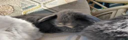 Mini Lop rabbits for sale: mini lops - Advert 19