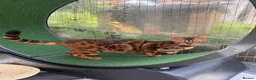 Bengal cats for sale: Bengal kittens pedigreed and Registered - Advert 5