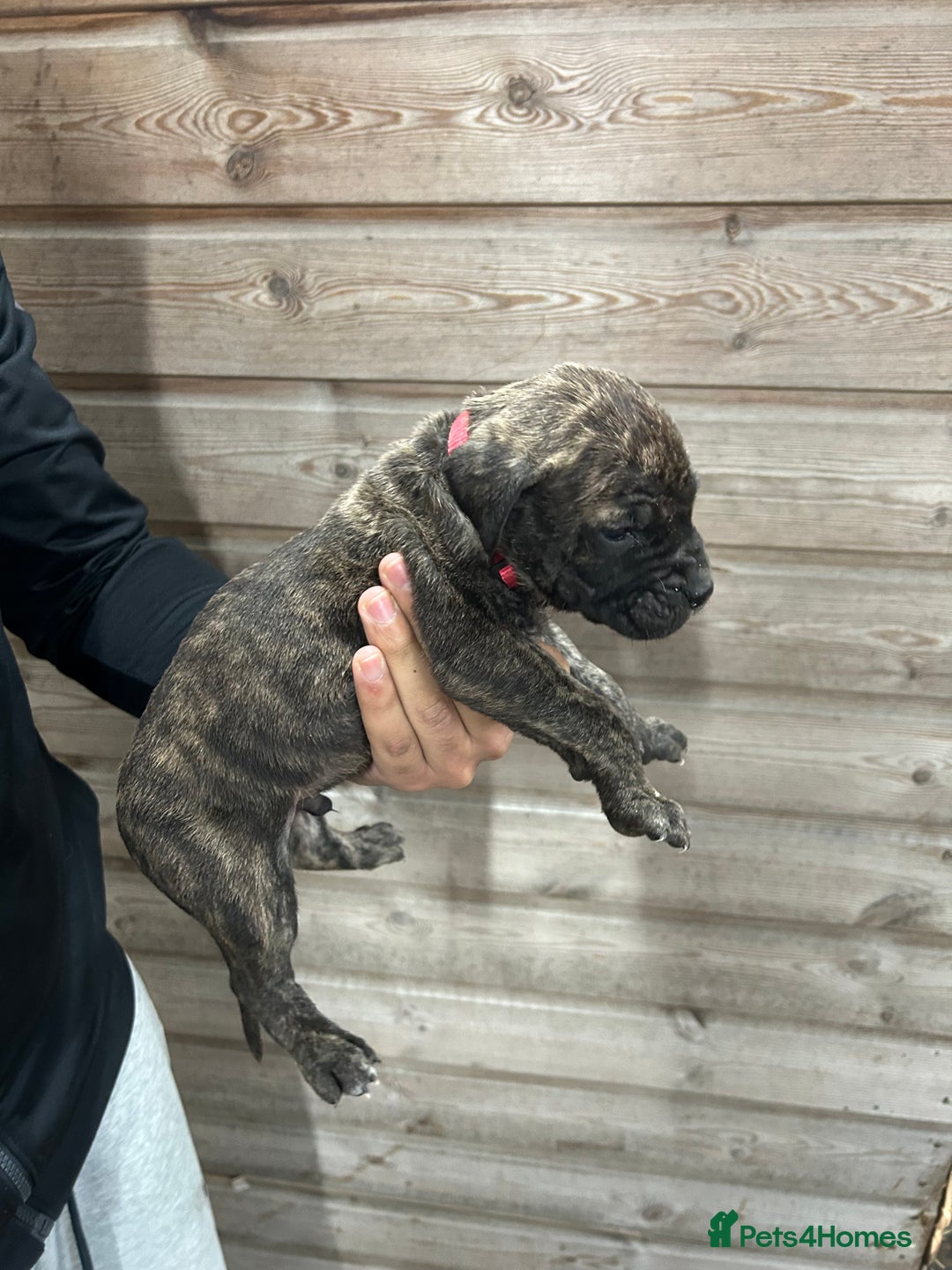 Presa Canario dogs for sale: Presa Canario Puppies Spanish x Serbian Imports - Advert 21