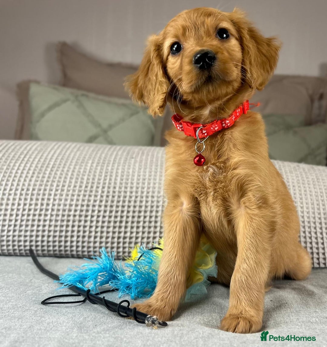 Goldendoodle dogs for sale: Hereditary clear mum. Fully hip elbow and DNA Dad. - Image 37