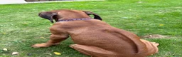 Rhodesian Ridgeback dogs for sale: Rhodesian Ridgeback puppies, health tested kc reg - Advert 5