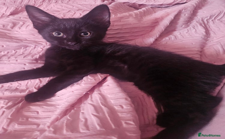 Domestic Shorthair cats - Advert 8