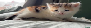 Mixed Breed 4
