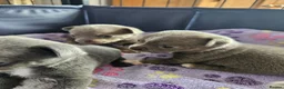 Chihuahua dogs for sale: Five Smoothcoat Chihuahua puppies for sale - Advert 4