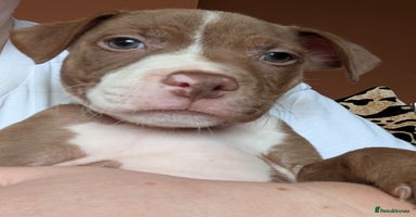 Mixed Breed dogs - Advert 3