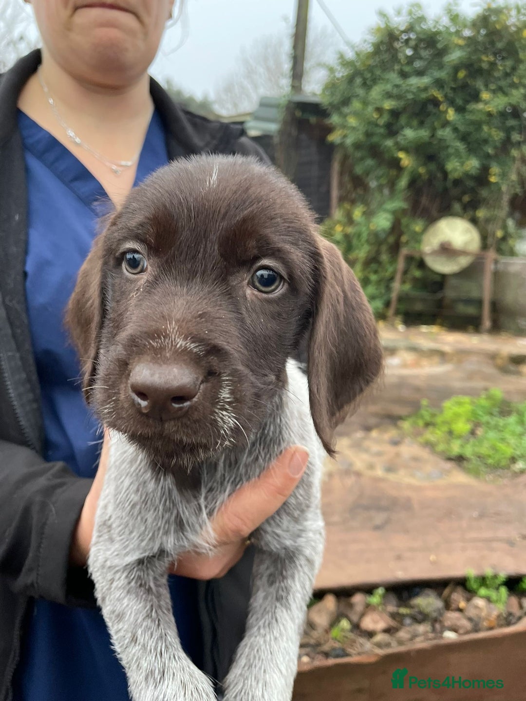 Mixed Breed dogs for sale: German pointer griffen pointer cross - Advert 10