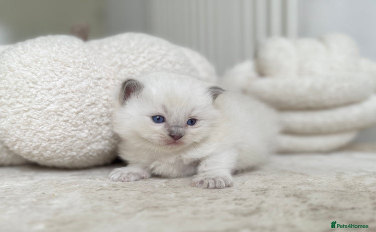 Ragdoll cats - Advert 5