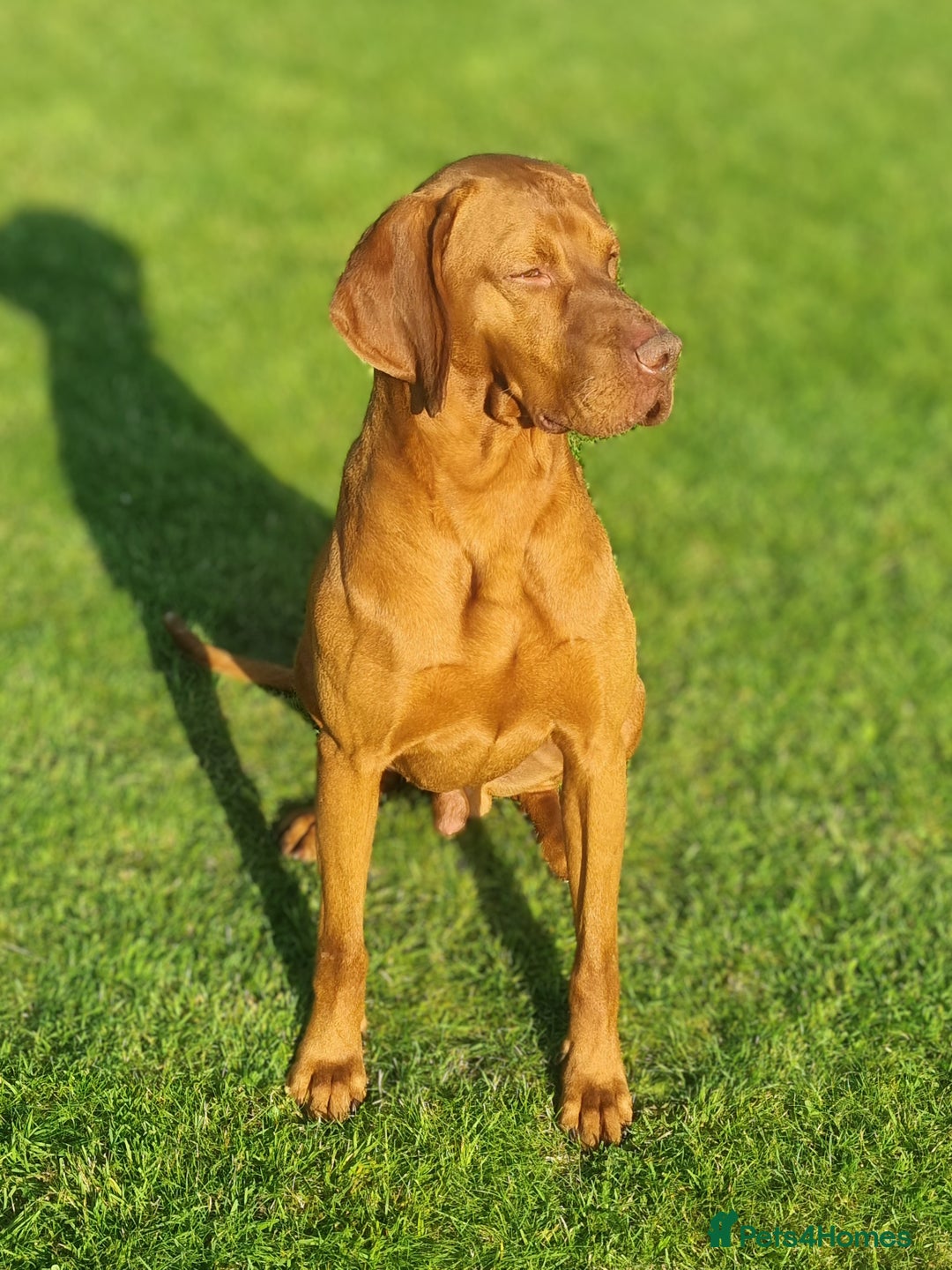 Hungarian Vizsla dogs for sale: Vizslador Puppies  - Advert 17