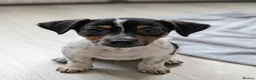 Jack Russell dogs for sale: Jack Russell puppies - Advert 24
