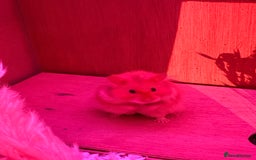 Hamster rodents for sale: Male long haired Syrian hamster  - Image 2