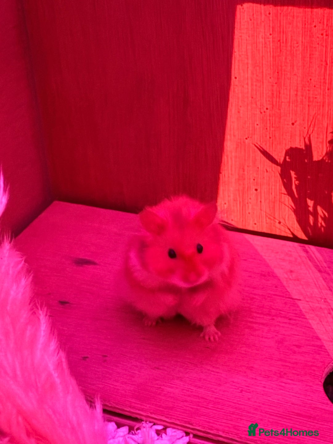 Hamster rodents for sale: Male long haired Syrian hamster  - Image 2