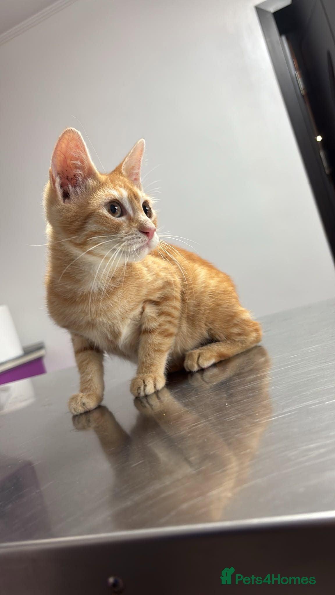 Mixed Breed cats Garfield for adoption - Advert 2